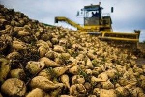 sugar beet cultivation