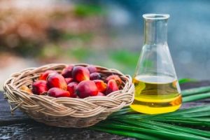 sustainable palm oil production